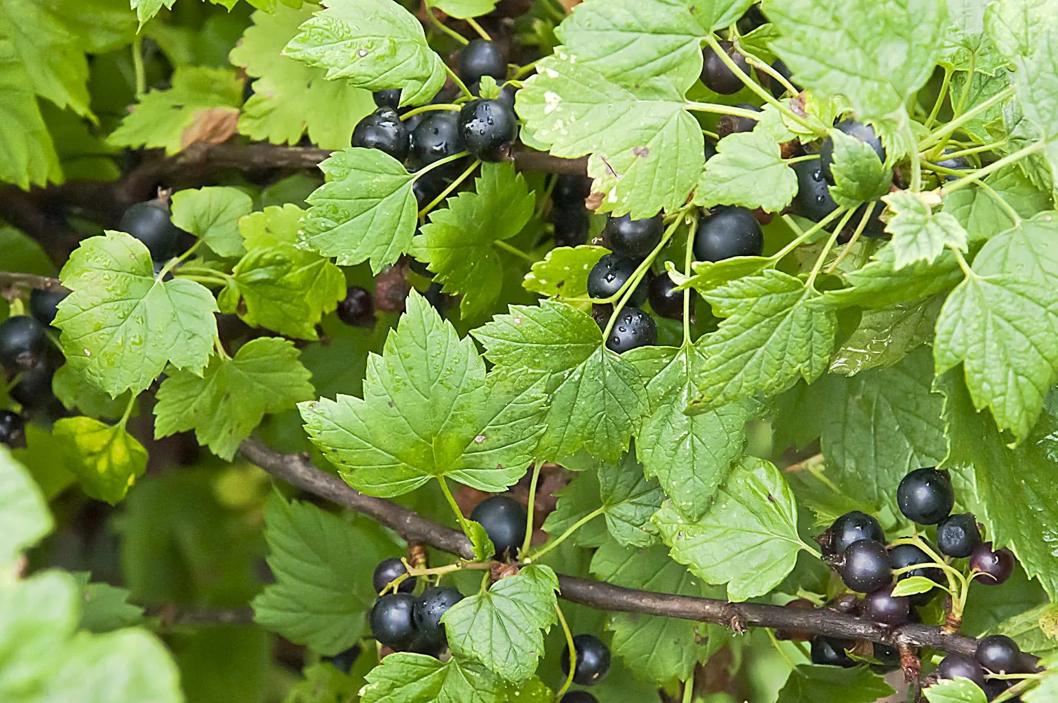 Kuinka hoitaa herukoita elo-syyskuussa runsaan