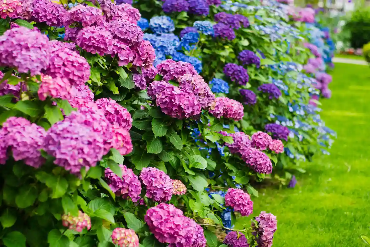 Kuinka hoitaa hortensiaa elokuussa kukkien pidentämiseksi: Vinkit upeaan puutarhaan