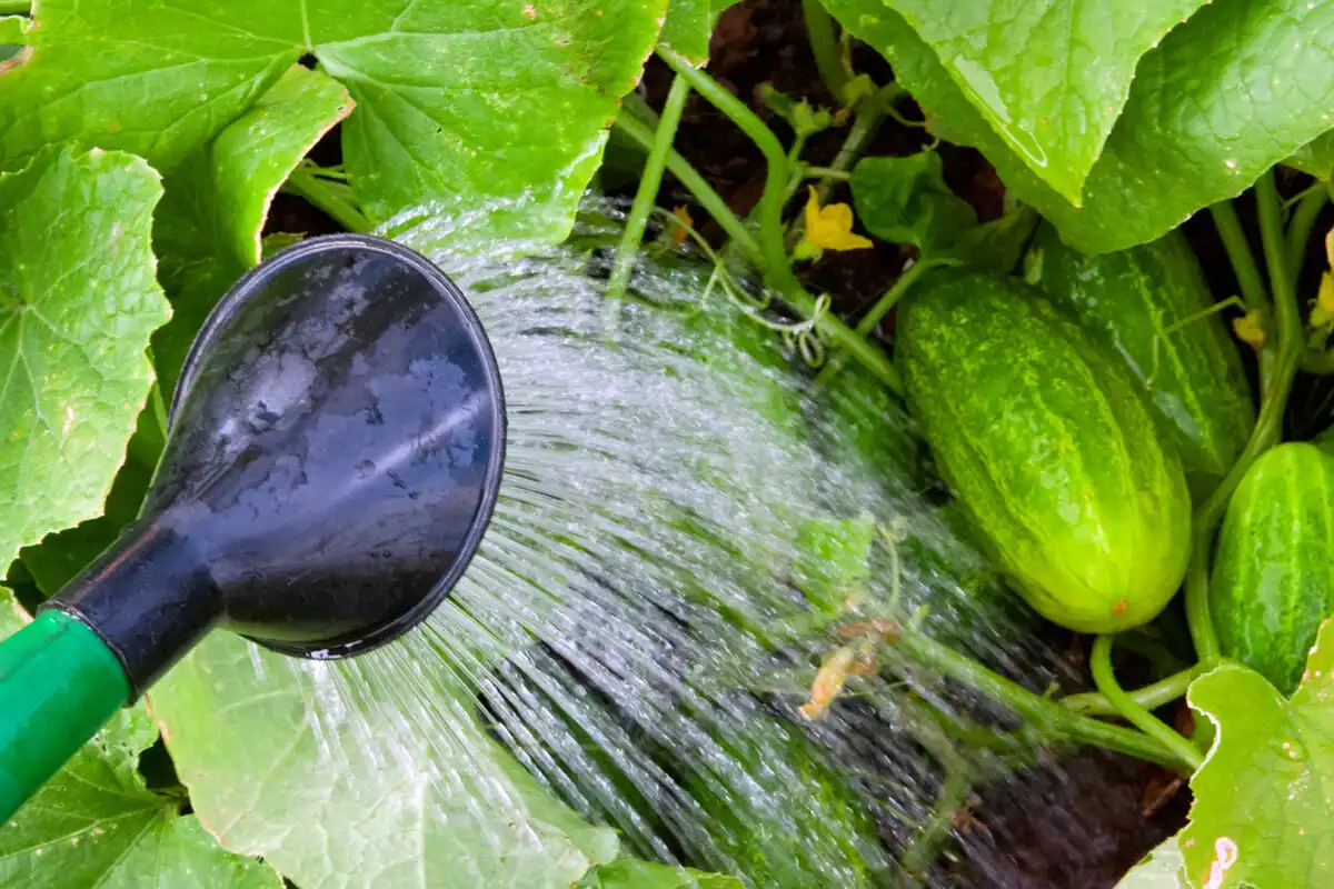 Kuinka kastella kurkkuja elokuussa, jotta ne tuottavat satoa pakkasiin asti