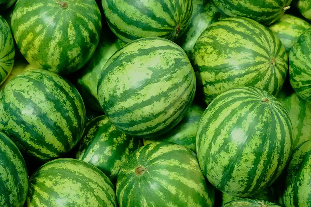 Näin valitset makean ja kypsän vesimelonin – tärkeimmät kypsyyden merkit!