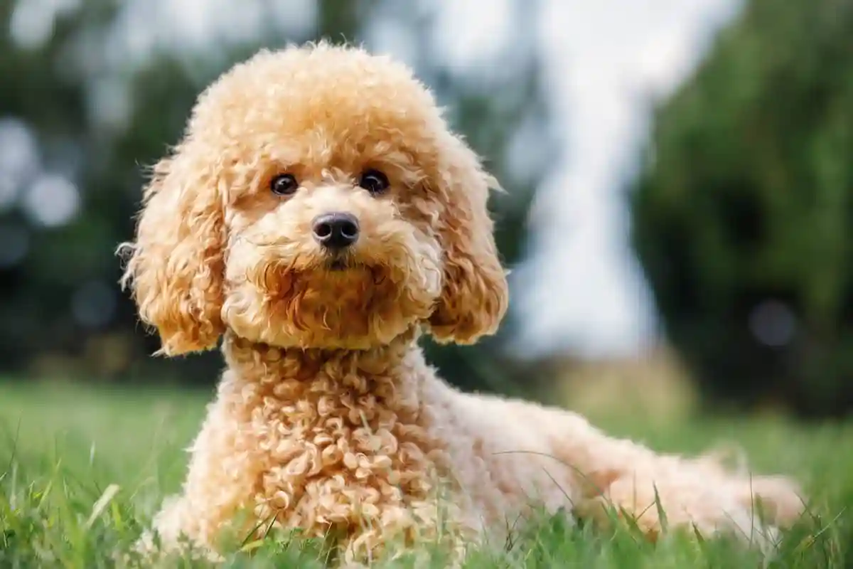 Poodle, spanieli ja labradori: Mitkä koirarodut sopivat lapsiperheisiin?