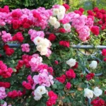 Syyskuussa loistoon: Näin valmistelet ruusut upeaan kukintaan ensi vuonna