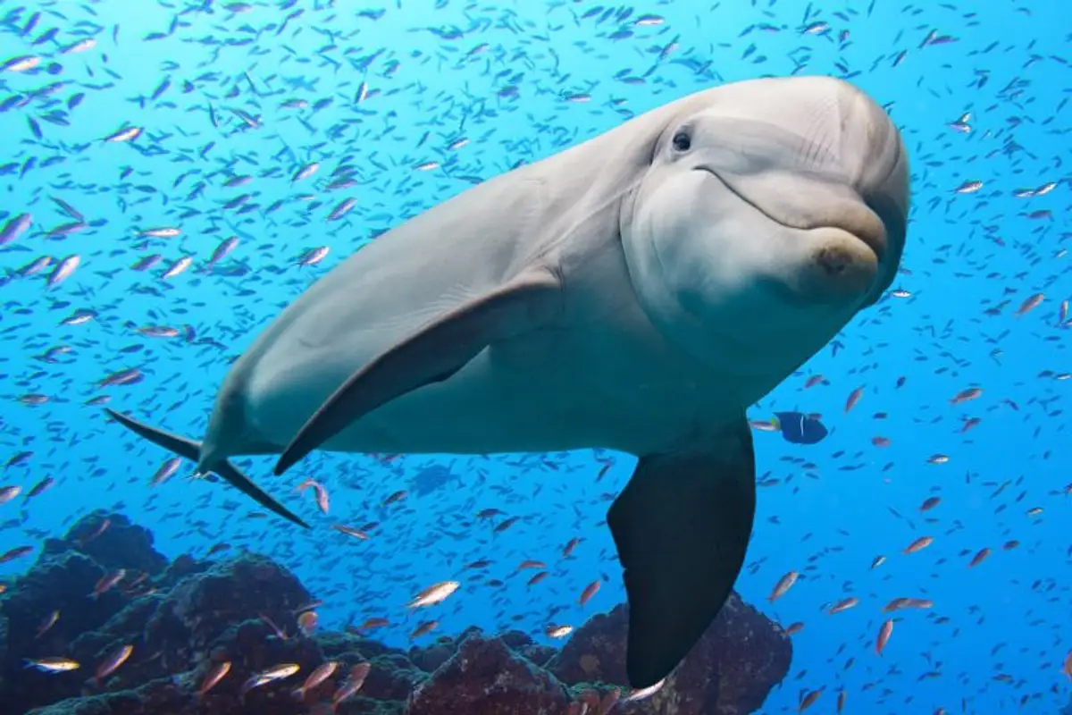 Tekoäly murtaa delfiinien kieltä: Google DolphinGemma avaa tien lajien väliseen viestintään