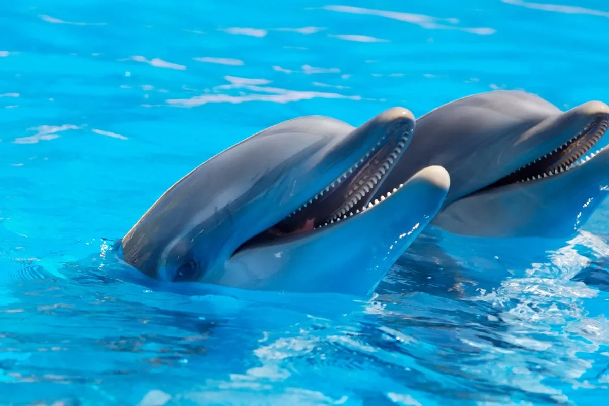 Tekoäly murtaa delfiinien kieltä: Google DolphinGemma avaa tien lajien väliseen viestintään