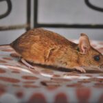 Hajuja, jotka karkottavat rottia ja hiiriä