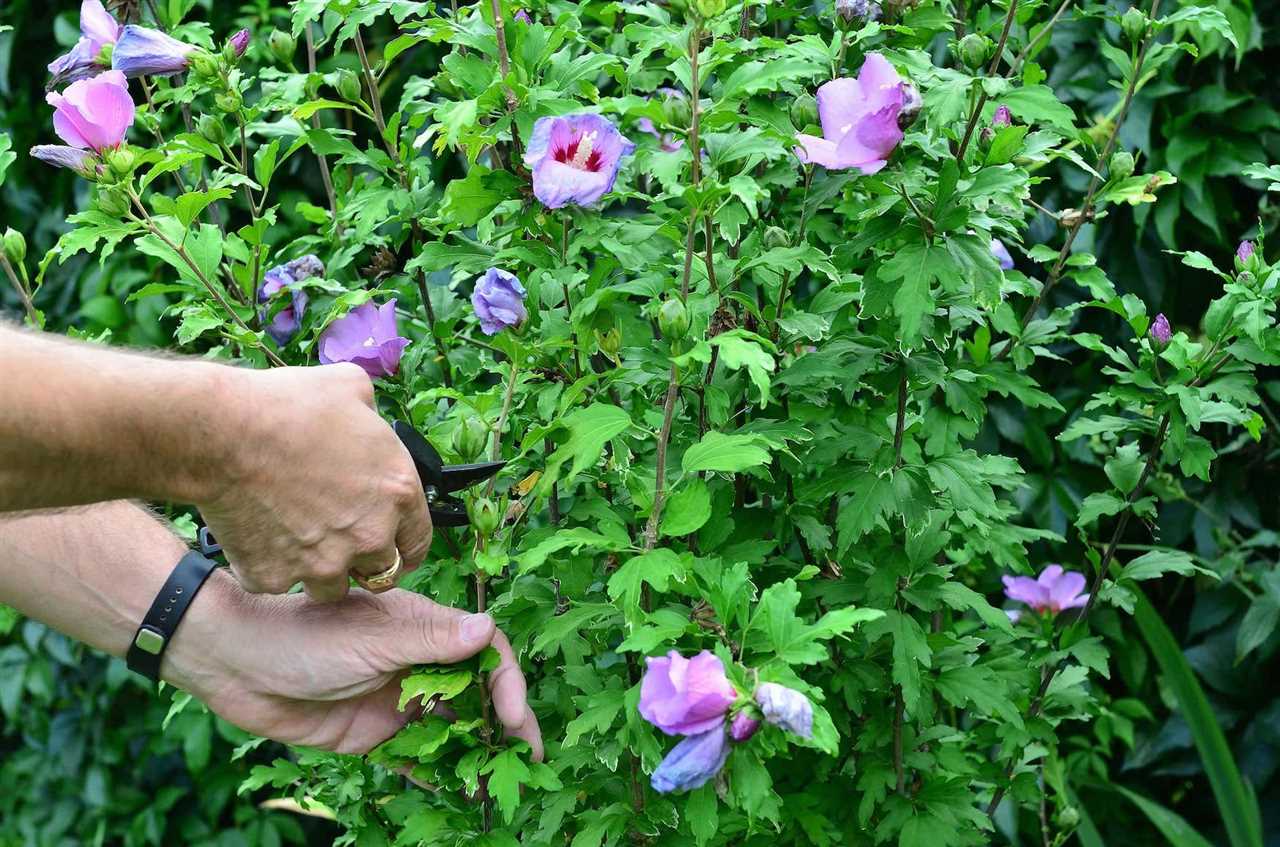 Viisi avainsääntöä hibiskusten optimaaliseen leikkaamiseen