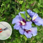 Viisi avainsääntöä hibiskusten optimaaliseen leikkaamiseen