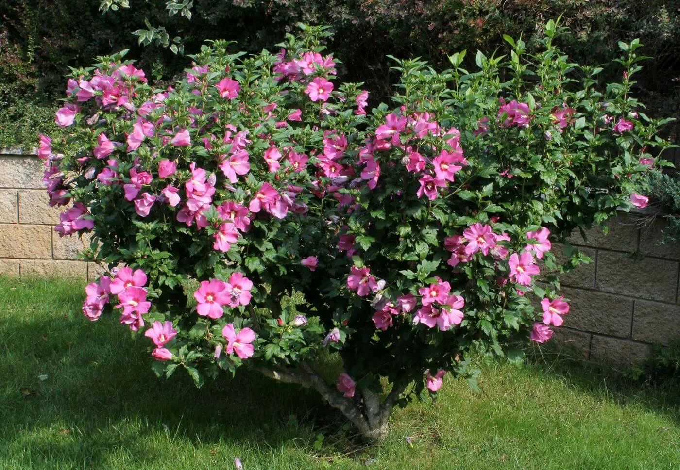 Viisi avainsääntöä hibiskusten optimaaliseen leikkaamiseen