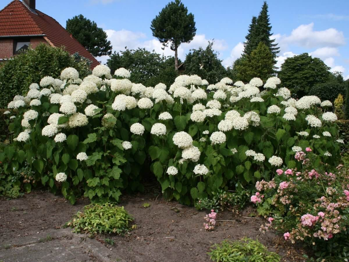 Hortensia kukkii kolminkertaisesti ja jatkumona