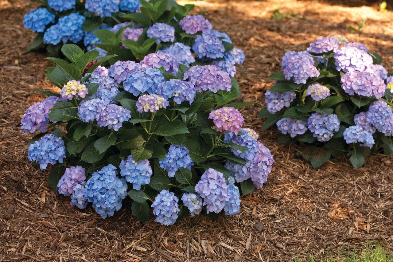 Hortensia kukkii kolminkertaisesti ja jatkumona