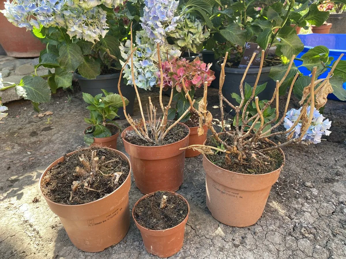 Kuinka pitää hortensia elossa ruukussa talven yli