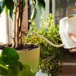 Kuinka kastella huonekasveja oikein: Salaisuudet terveeseen kukintaan