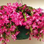 Kuinka hoitaa joulukaktusta syyskuussa, jotta se kukkii runsaasti talvella ja koristaa kotiasi