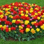 Tulppaanit, narsissit ja muut: Tärkeimmät vinkit kevätkukkien sipulien istuttamiseen