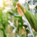 Älä poista maissinvarsia puutarhasta – Kolme "salattua" syytä, joista vanhat viljelijät eivät kertoneet