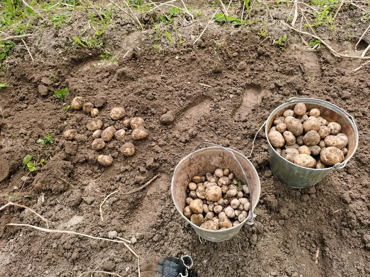 Kuinka palauttaa maaperä perunan jälkeen