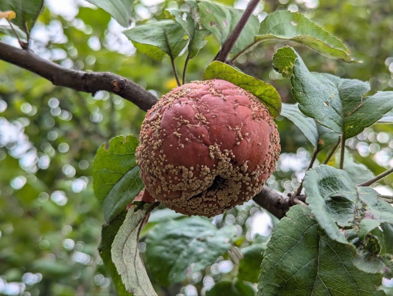Mitä tehdä, jos omenat alkavat mädäntyä puussa?