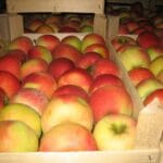 Omenoiden säilytys talveksi ilman kellaria