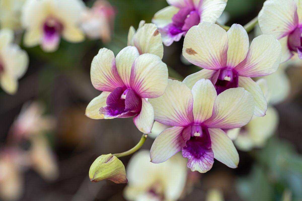 Neljä keskeistä sääntöä orkideoiden hoitoon, joista floristit eivät aina kerro