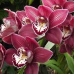 Neljä keskeistä sääntöä orkideoiden hoitoon, joista floristit eivät aina kerro