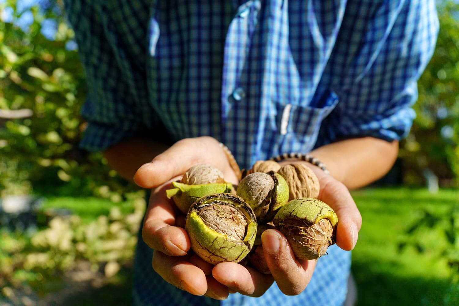 Kuinka puhdistaa kädet pähkinätahroista nopeasti ja turvallisesti?