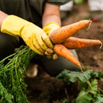 Miksi kylvää porkkanoita talveksi: Varhaisen sadon plussat ja miinukset