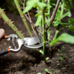 Milloin ruusut leikataan talveksi