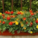 Mitä tehdä samettikukille kukinnan jälkeen?