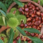 Mitä kastanjoita voi syödä ja miten ne valmistetaan?