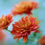 Syyskukat – Värikkäitä kaunottaria kauden viimeisiin hetkiin