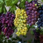 Kuinka pelastaa viiniköynnös ravinteiden puutteelta: Oireet ja lannoitus