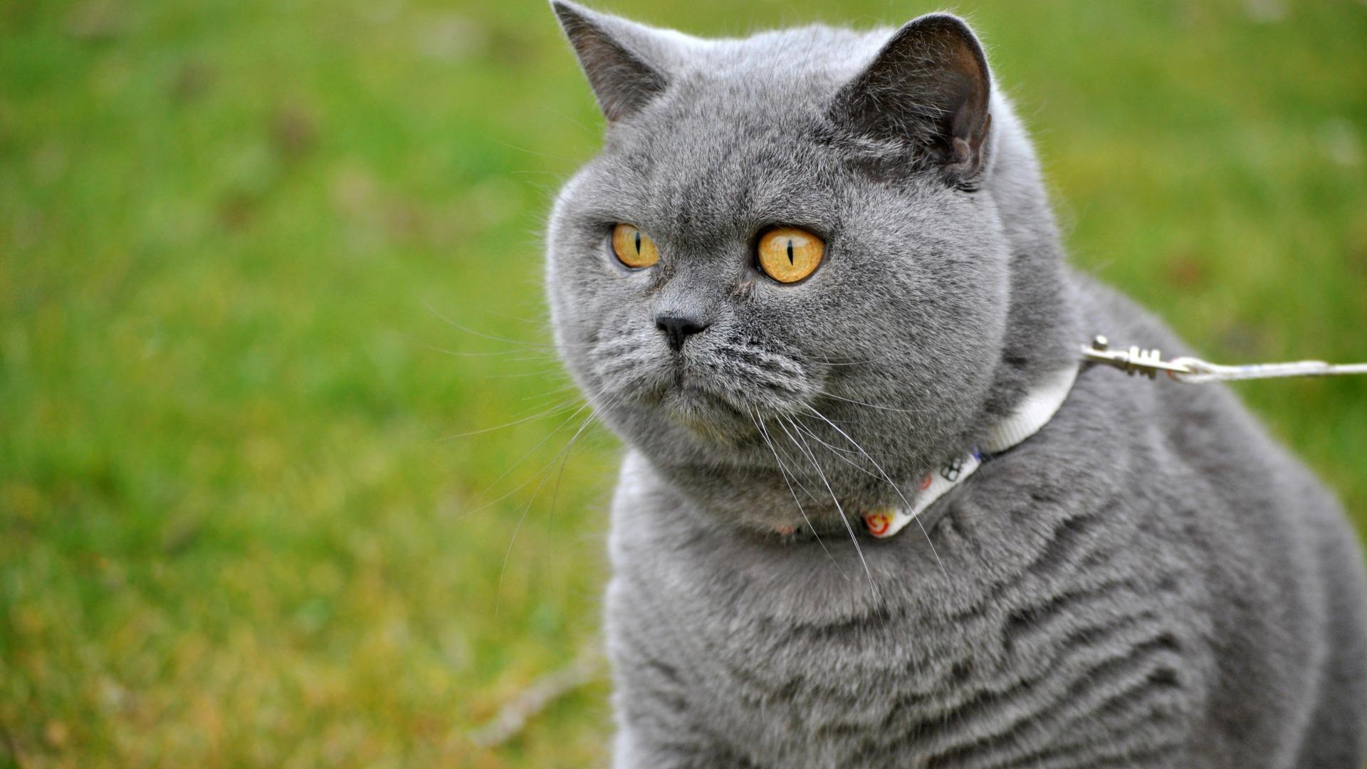 Brittiläinen kissa: Plyysi-aristokraatti, joka rakastaa vapautta ja järjestystä