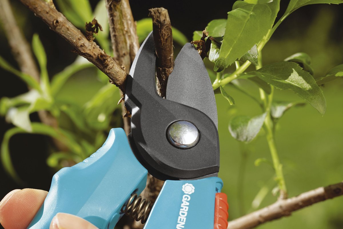 Neljä kasvia, jotka kannattaa leikata lokakuussa: Näin saat rehevämmän kasvun keväällä