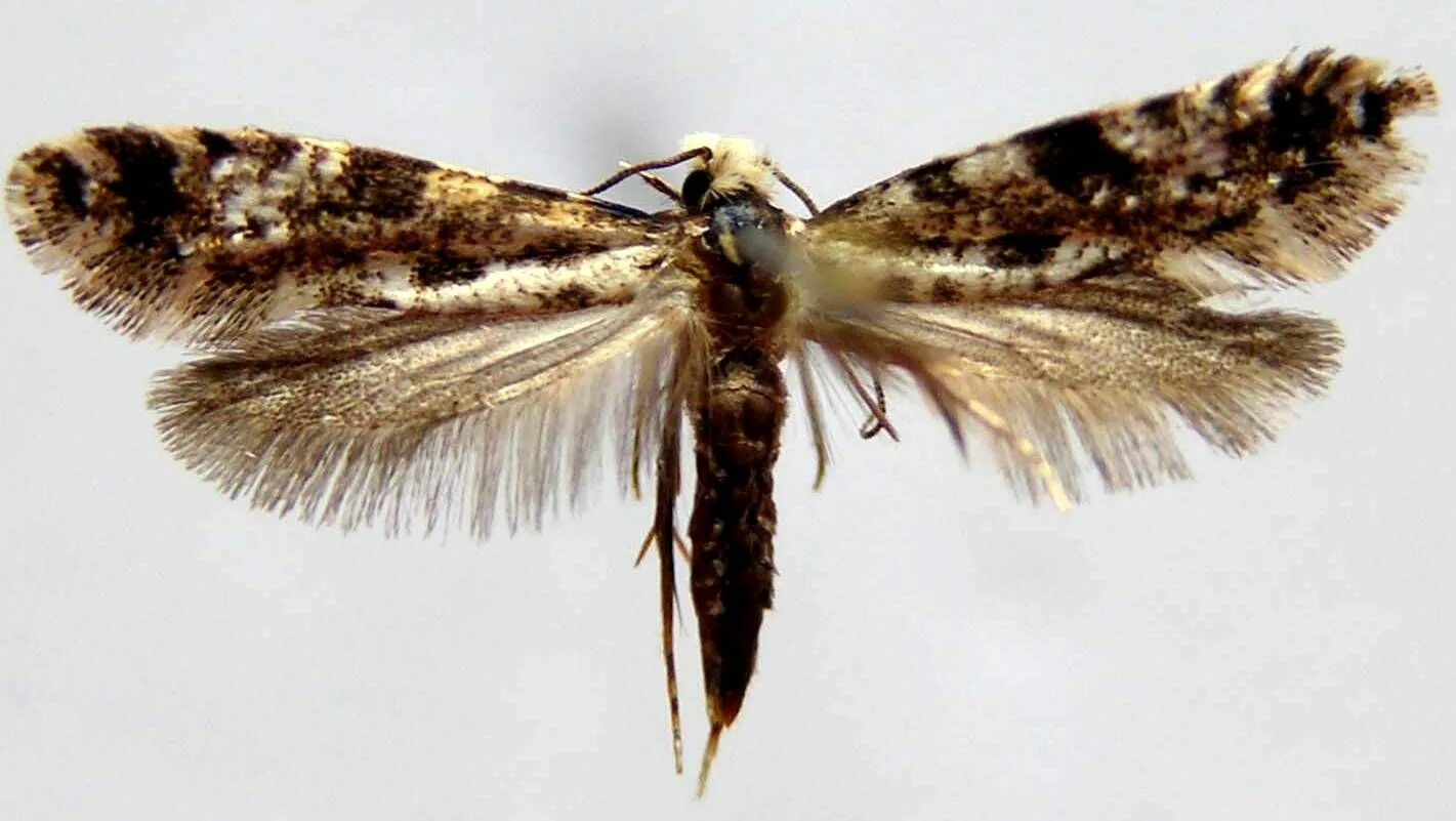 Kuinka päästä eroon keittiön elintarvikemollista: Turvalliset ja luonnolliset keinot