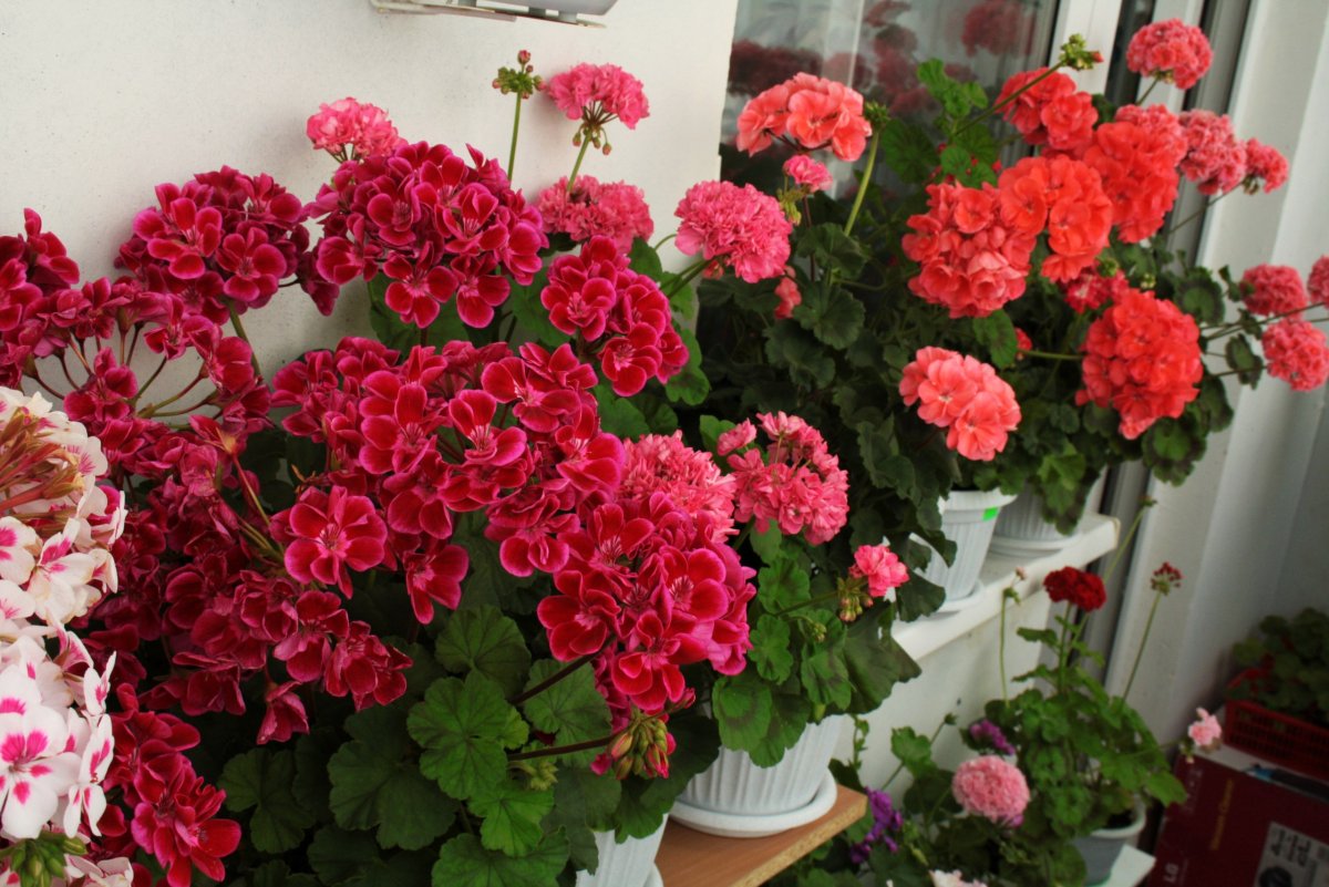 Geranium kukkii hattuna – pakota pelargonia kukimaan ilman taukoja