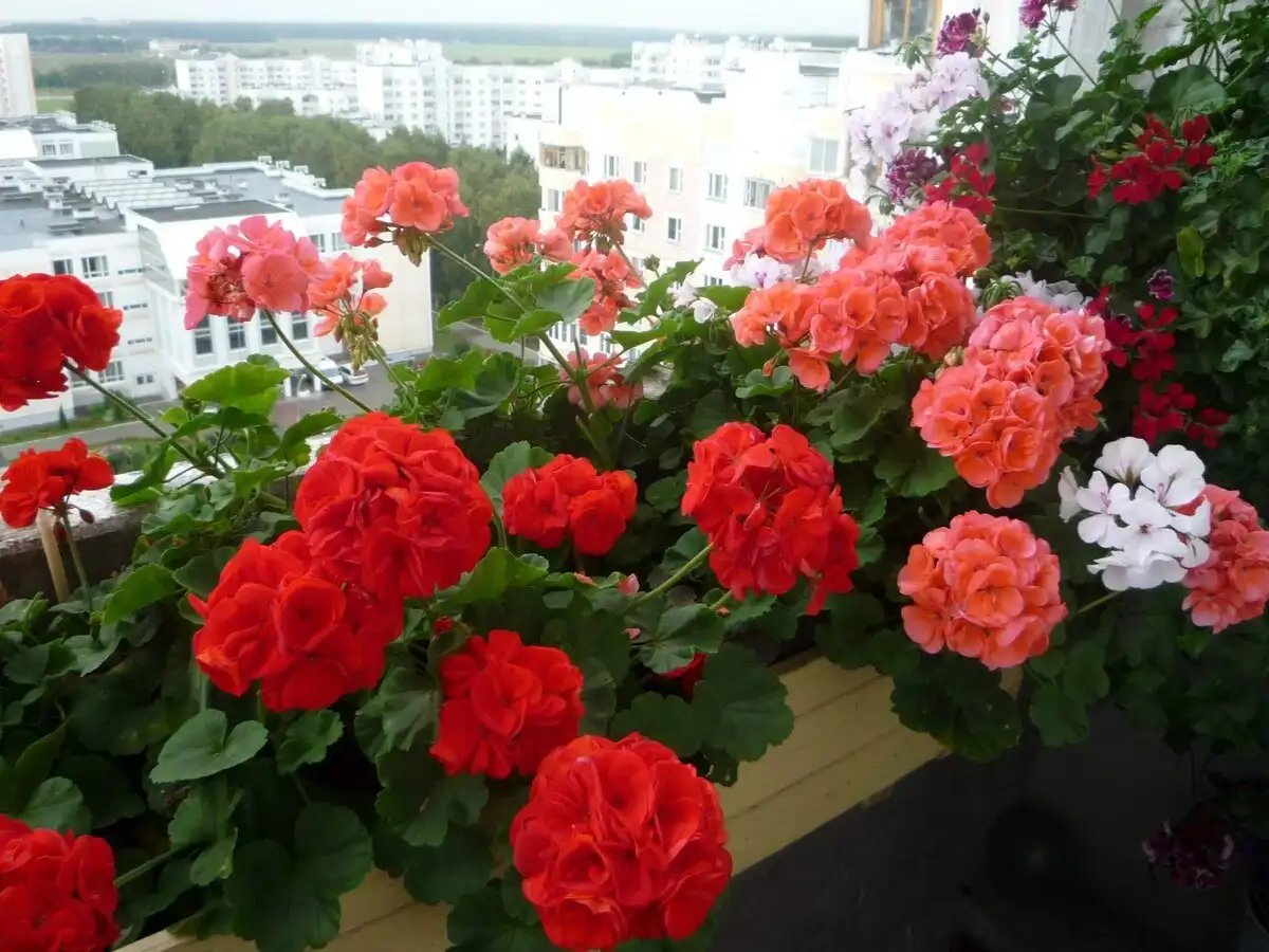 Geranium kukkii hattuna – pakota pelargonia kukimaan ilman taukoja
