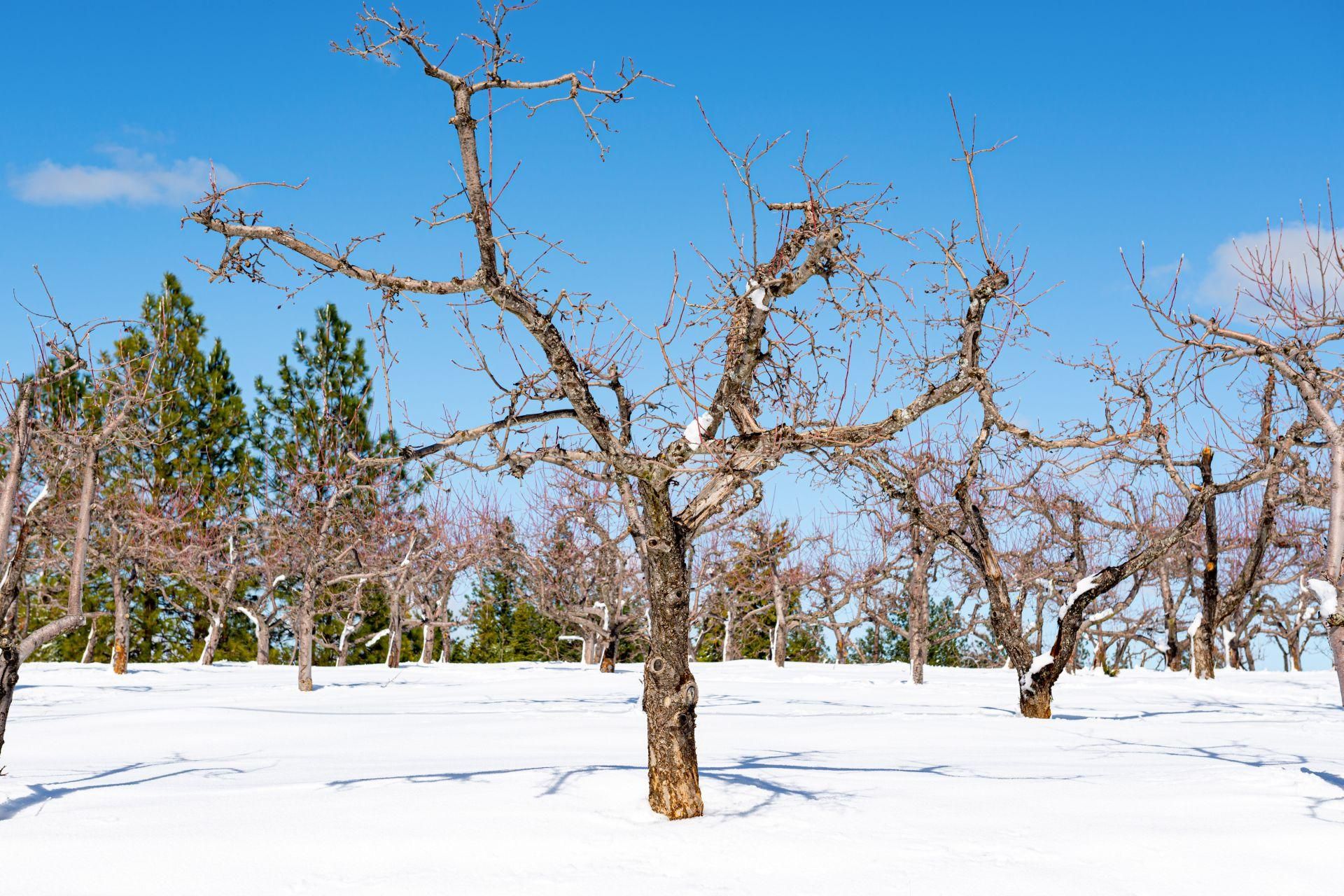 Kuinka valmistella hedelmäpuita pakkasiin: Tärkeitä neuvoja puutarhan suojaamiseen