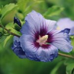 Kuinka valmistella hibiskit talveen: 3 tärkeää askelta, ilman joita kasvi kuolee