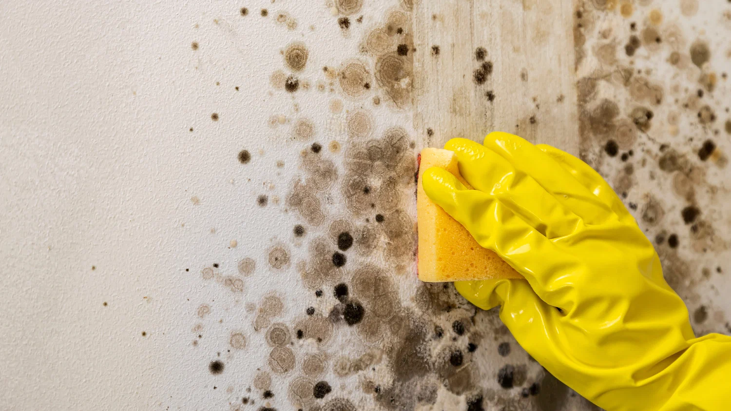 Kuinka poistaa home asunnosta: Yksinkertaisin ja tehokkain tapa