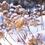 Kuinka suojata hortensia talveksi, jotta se ei palellu: Puutarhureiden vinkit