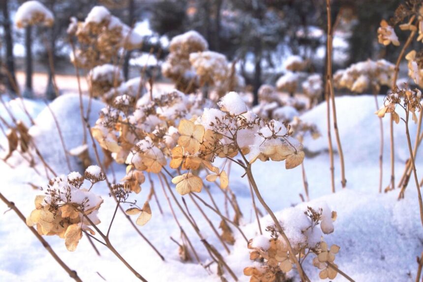 Kuinka suojata hortensia talveksi, jotta se ei palellu: Puutarhureiden vinkit