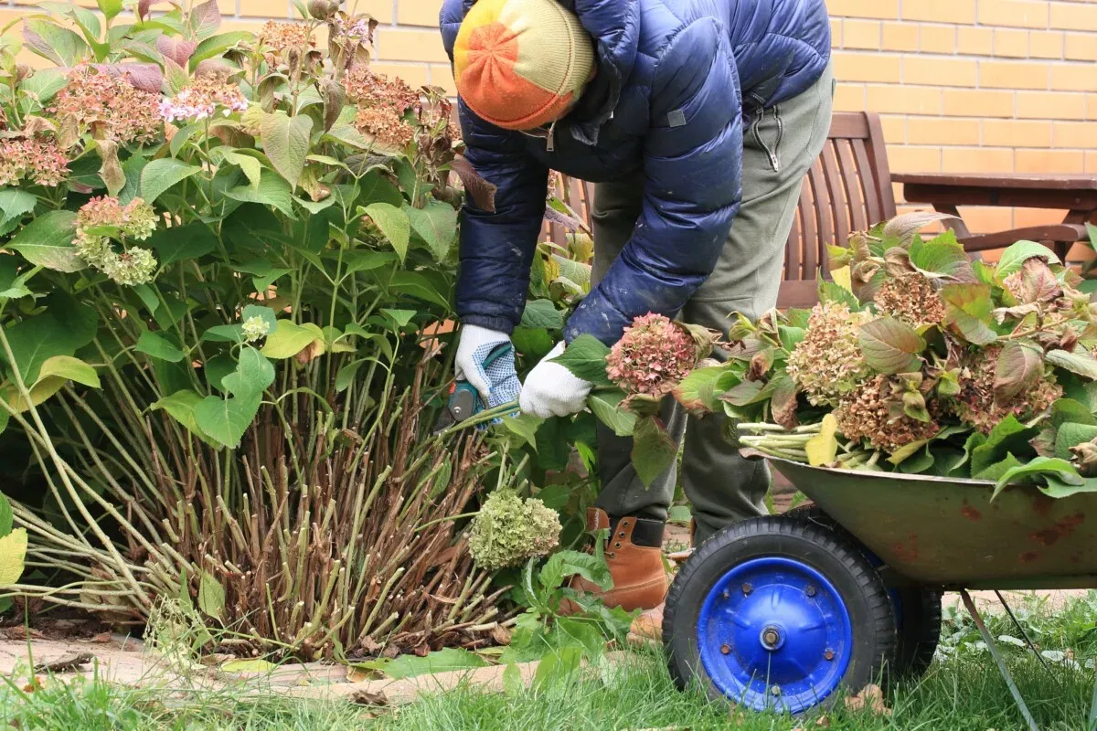 Kuinka suojata hortensia talveksi, jotta se ei palellu: Puutarhureiden vinkit