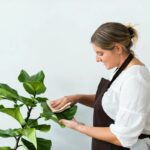 Kuinka päästä eroon pölystä huonekasveilla pitkäksi aikaa: Yksinkertainen kotikonsti