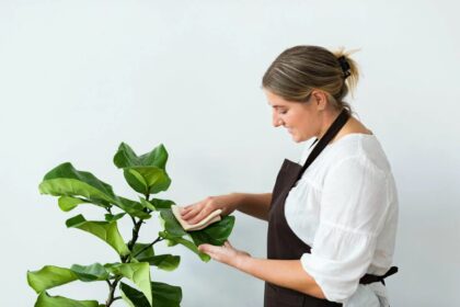 Kuinka päästä eroon pölystä huonekasveilla pitkäksi aikaa: Yksinkertainen kotikonsti