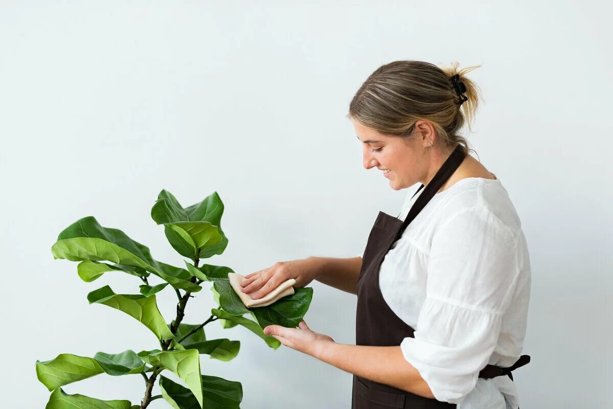 Kuinka päästä eroon pölystä huonekasveilla pitkäksi aikaa: Yksinkertainen kotikonsti