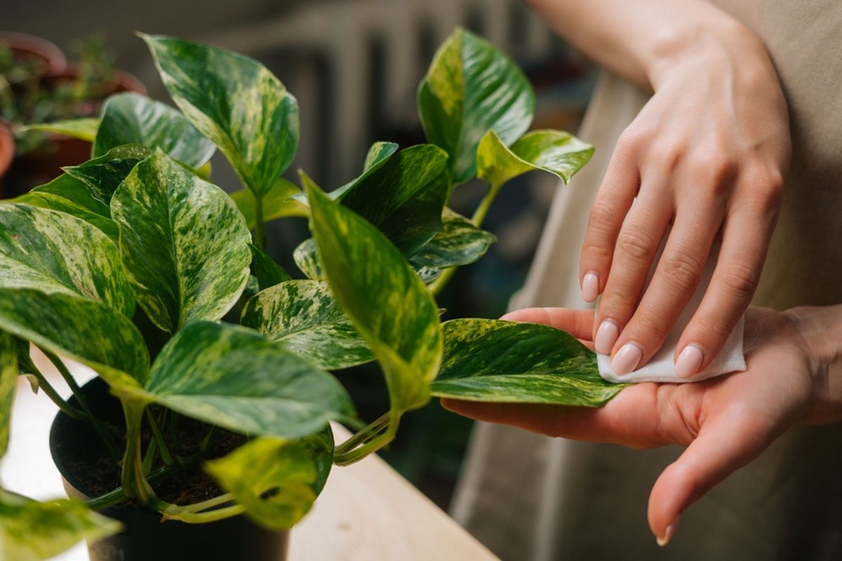 Kuinka päästä eroon pölystä huonekasveilla pitkäksi aikaa: Yksinkertainen kotikonsti