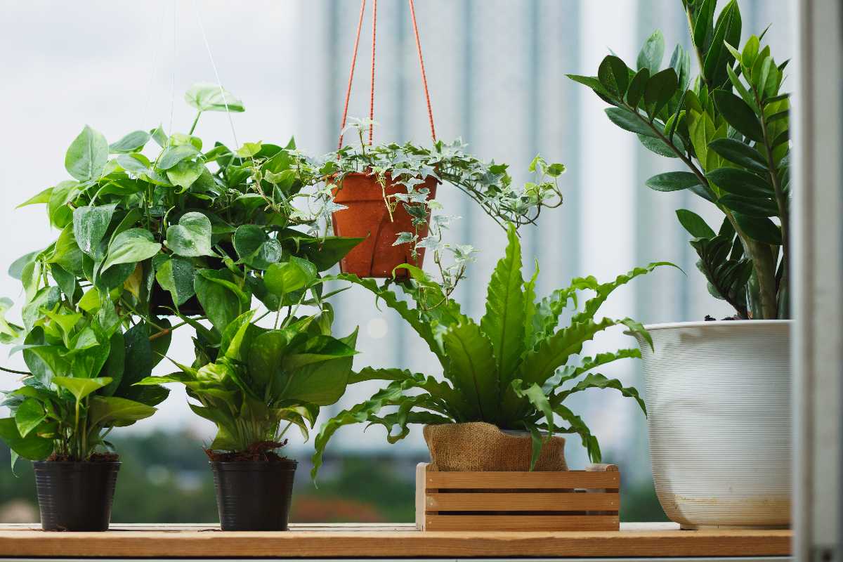 10 hyödyllistä huonekasvia, jotka kannattaa pitää kotona