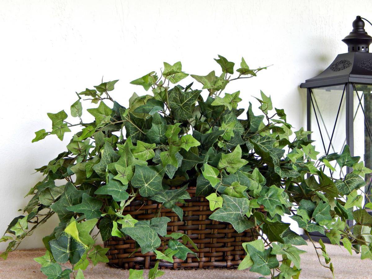 Homeen hävittäminen luonnollisesti: 4 huonekasvia, jotka taistelevat sientä vastaan