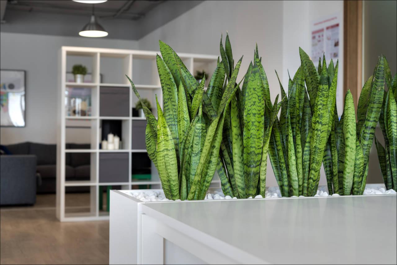 Homeen hävittäminen luonnollisesti: 4 huonekasvia, jotka taistelevat sientä vastaan