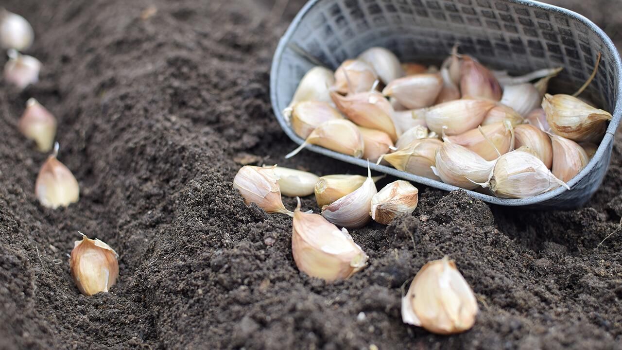 Kuinka istuttaa valkosipuli syksyllä: Näin saat suuret ja maukkaat sipulit
